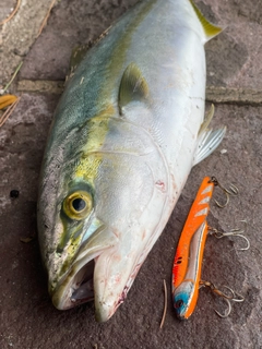 イナダの釣果