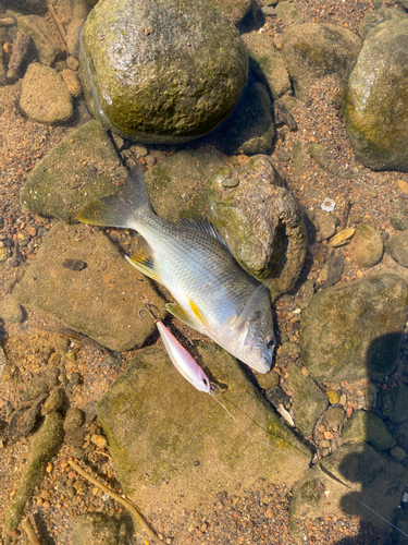 キビレの釣果