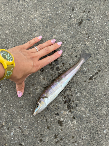 シロギスの釣果