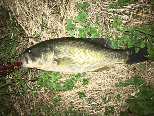 ブラックバスの釣果