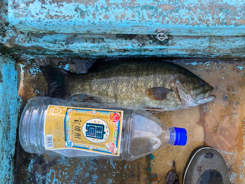 スモールマウスバスの釣果