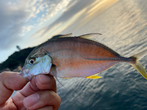 メッキの釣果