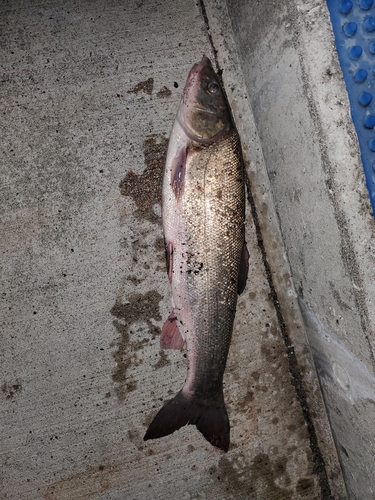 ウグイの釣果