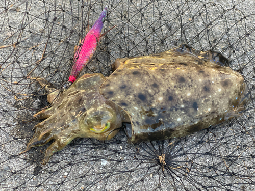 コウイカの釣果