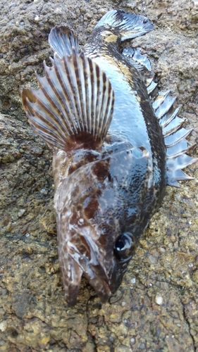 タケノコメバルの釣果