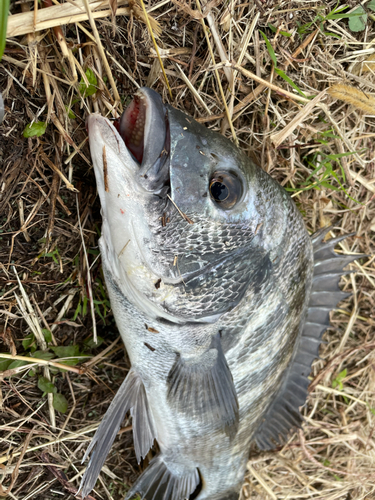 クロダイの釣果