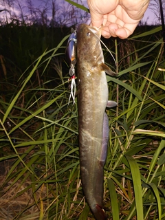 ナマズの釣果