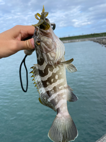 クエの釣果