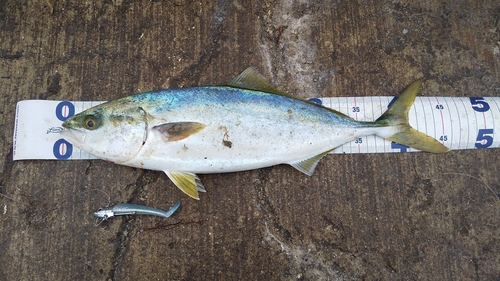 イナダの釣果