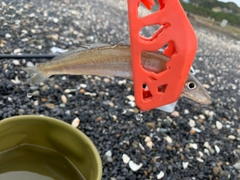 シロギスの釣果