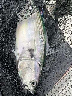 スマガツオの釣果