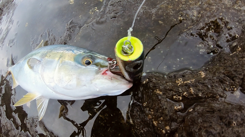 ハマチの釣果