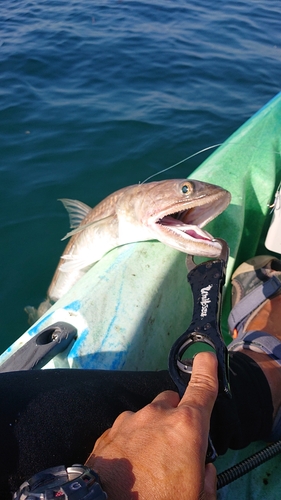 エソの釣果