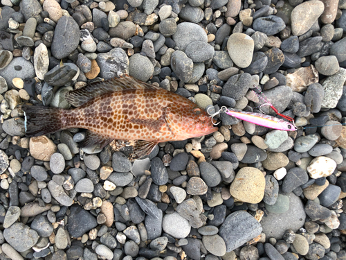 オオモンハタの釣果