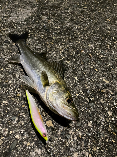 セイゴ（マルスズキ）の釣果