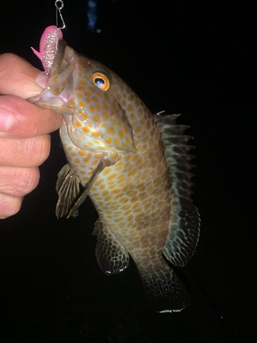 オオモンハタの釣果