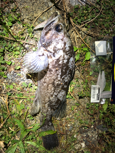 クロソイの釣果