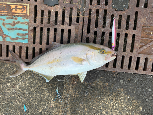 ショゴの釣果