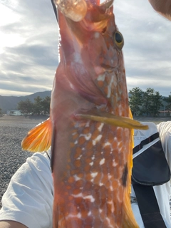 アオハタの釣果