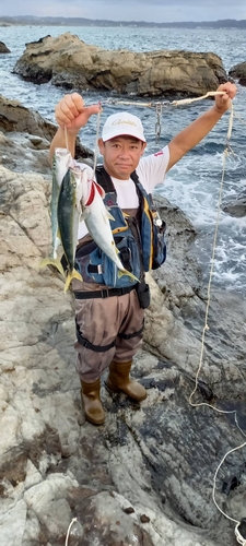 ワカシの釣果