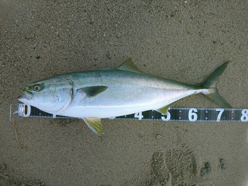 ハマチの釣果