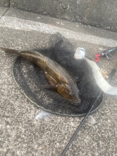 アブラコの釣果