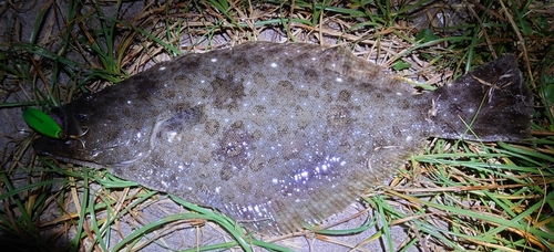 ソゲの釣果