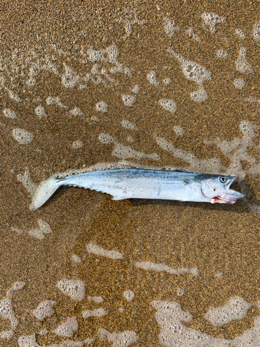 サゴシの釣果