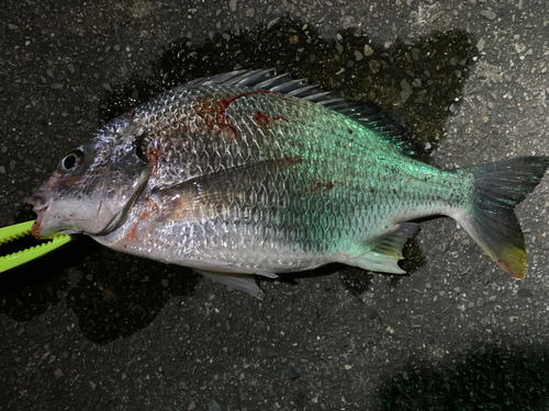 キビレの釣果