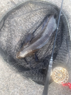 アブラコの釣果