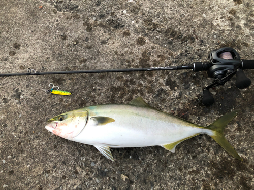 イナダの釣果