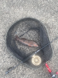 アブラコの釣果