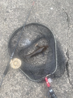 アブラコの釣果