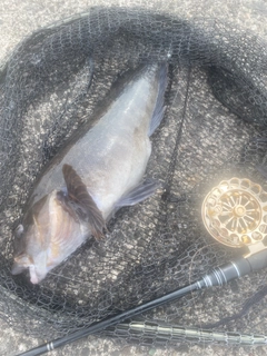 アブラコの釣果