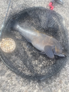 アブラコの釣果