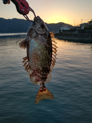 アイゴの釣果