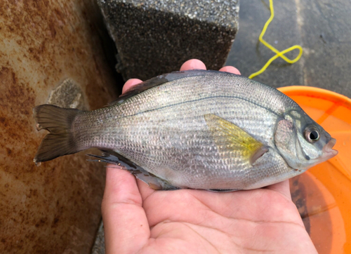 タナゴの釣果