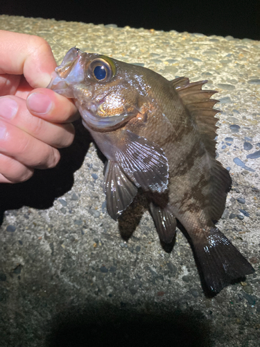 アカメバルの釣果