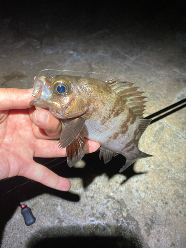 アカメバルの釣果