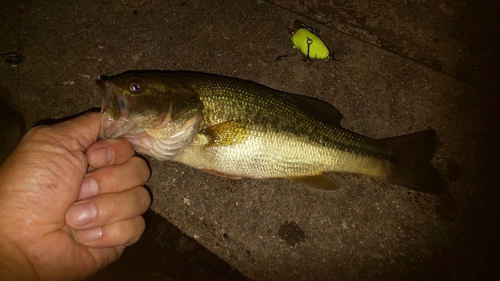 ラージマウスバスの釣果