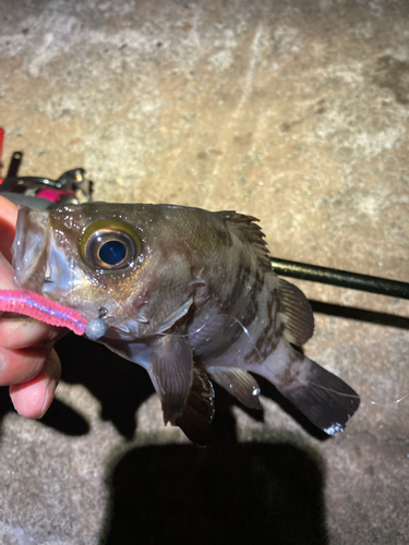 アカメバルの釣果