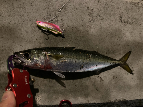 サバの釣果