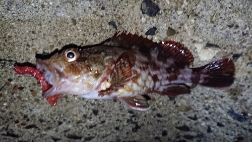 カサゴの釣果