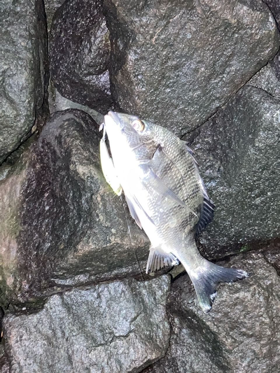 クロダイ
