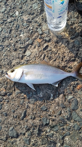 カンパチの釣果