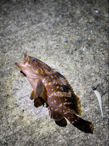 アコウの釣果