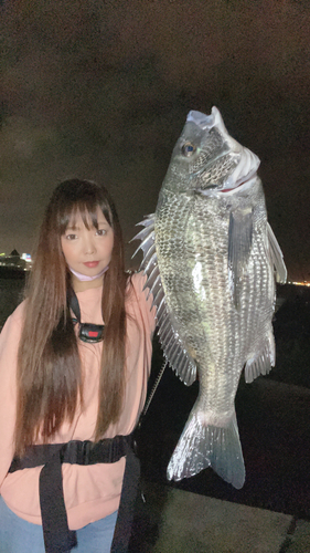 チヌの釣果