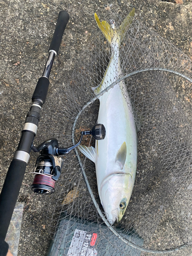 メジロの釣果