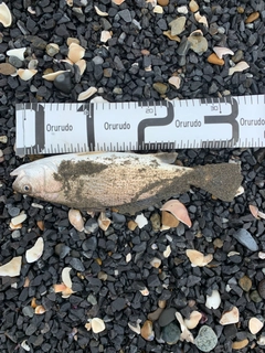 イシモチの釣果