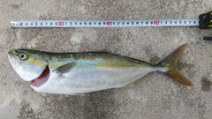 コズクラの釣果